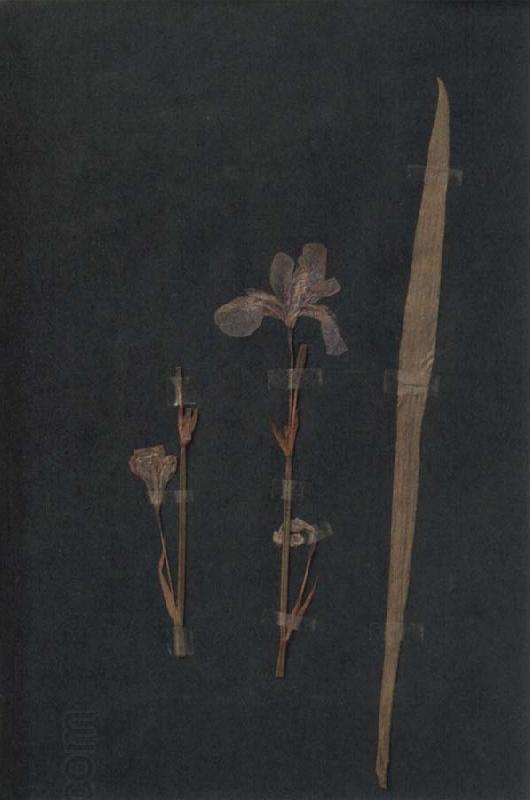 Paul Klee Herbarium China oil painting art